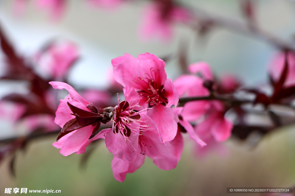 桃花