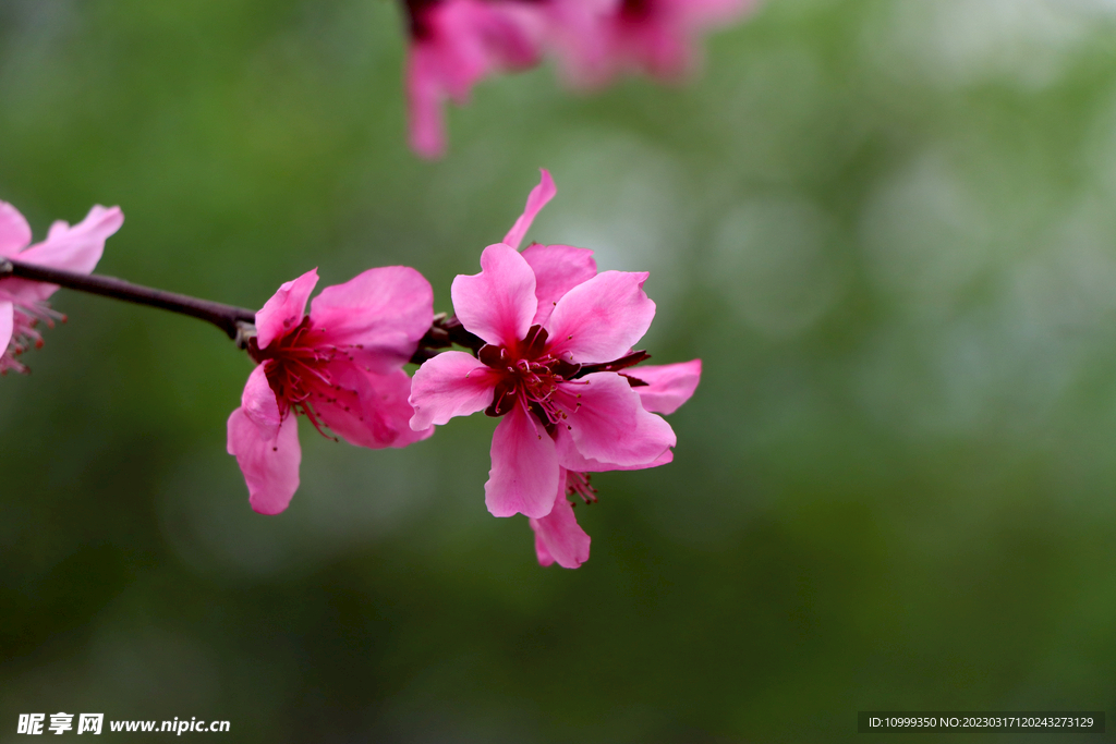 桃花