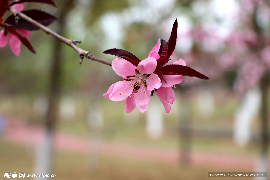 桃花