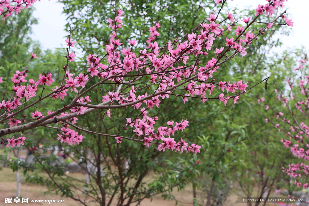 桃花