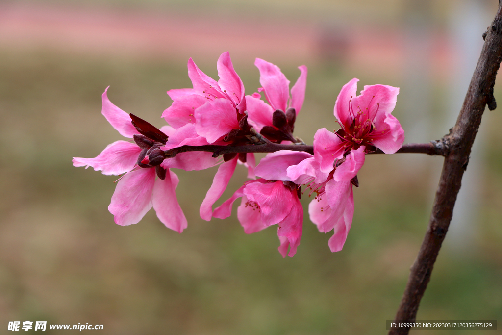 桃花