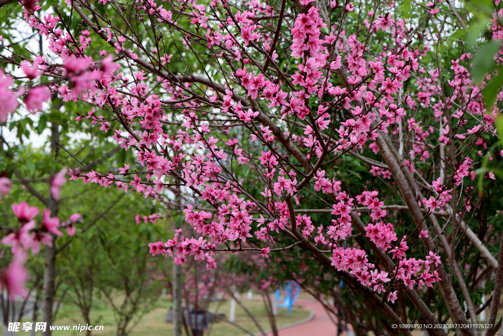 桃花