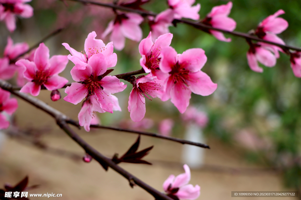 桃花