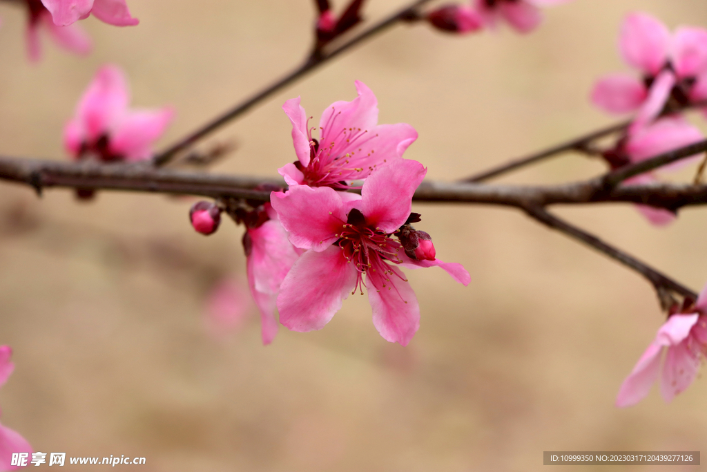桃花