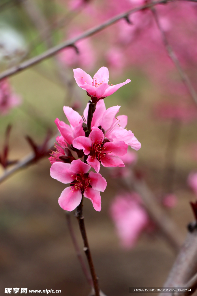 桃花