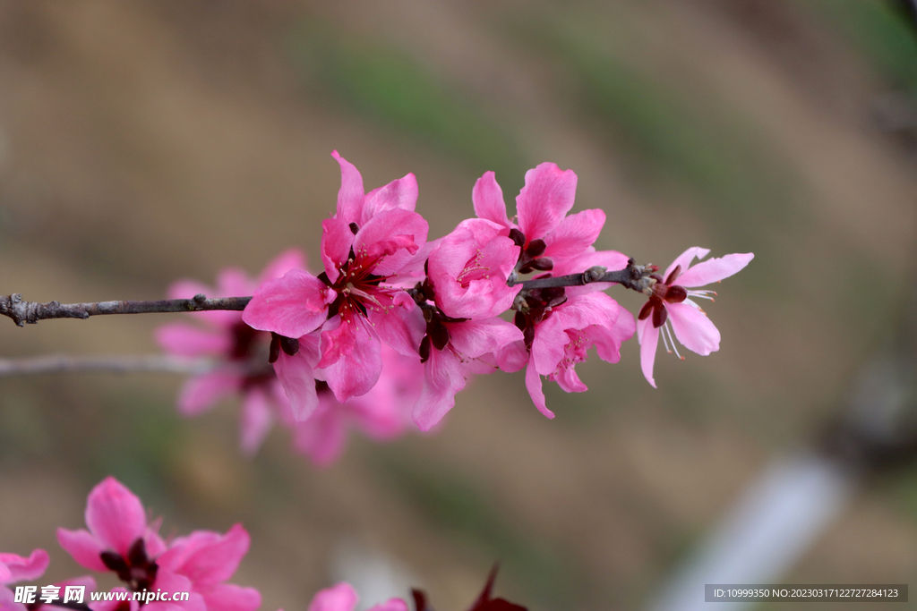 桃花