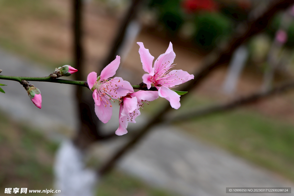 桃花