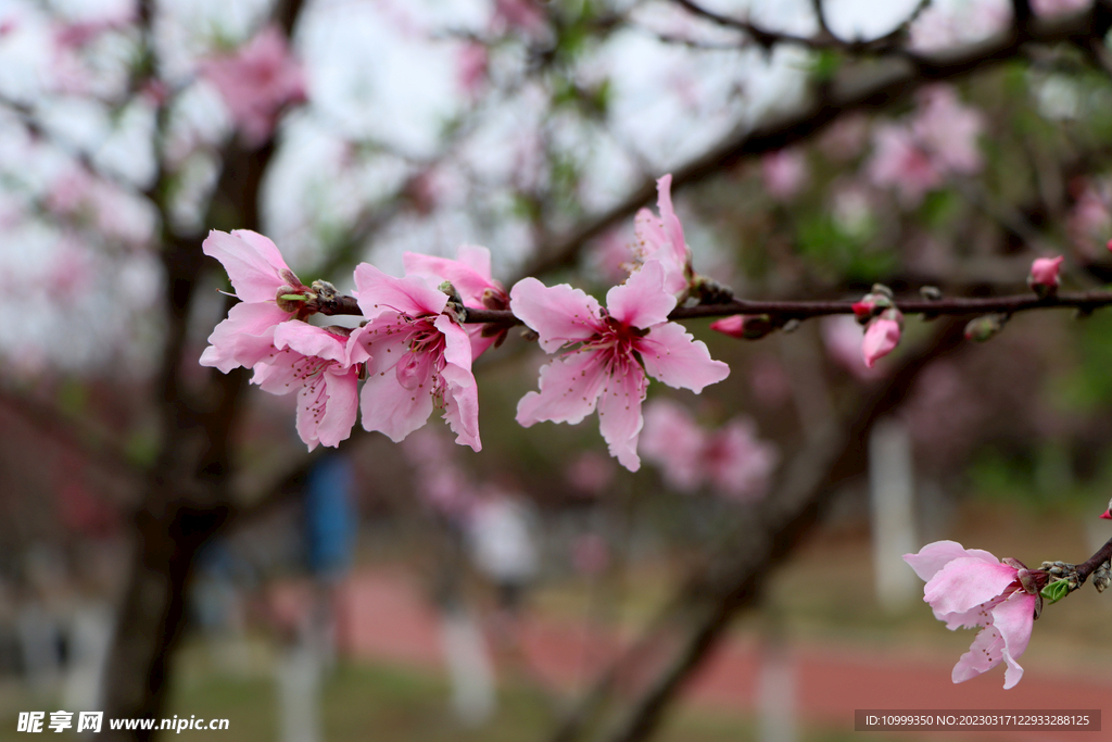 桃花