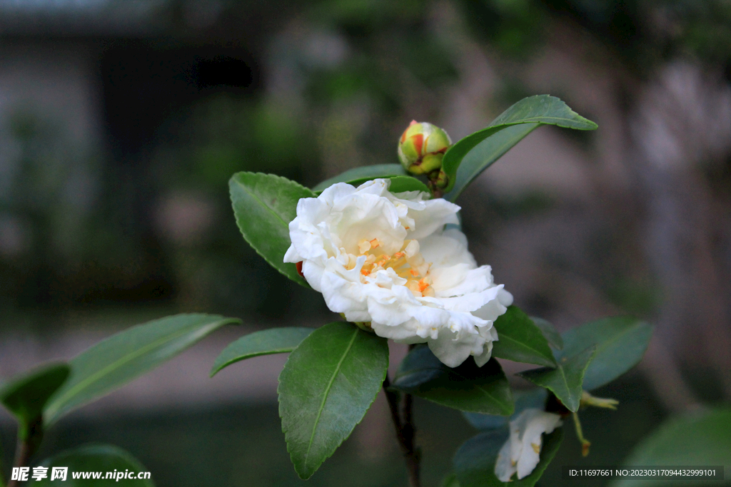 茶花