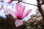白玉兰花