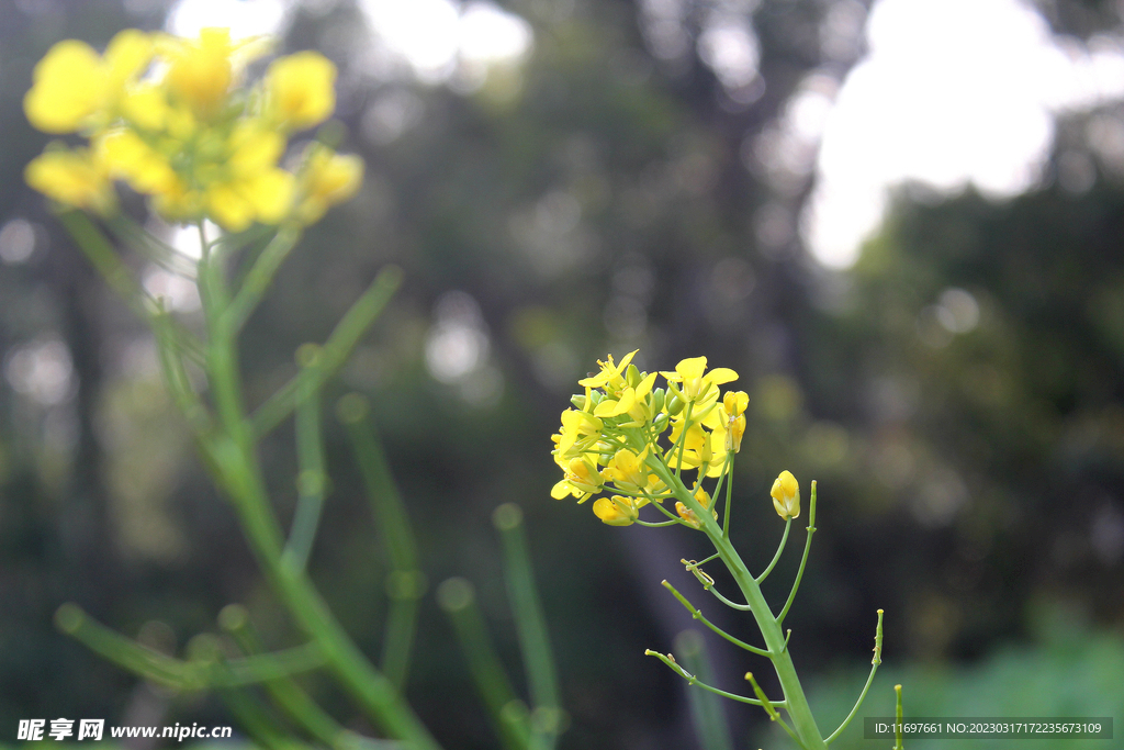 油菜花