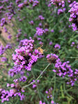 蜜蜂