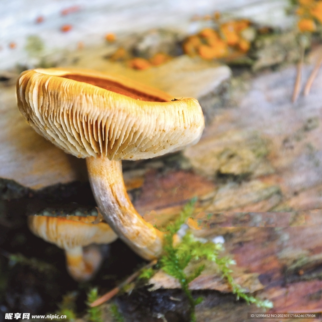 蘑菇