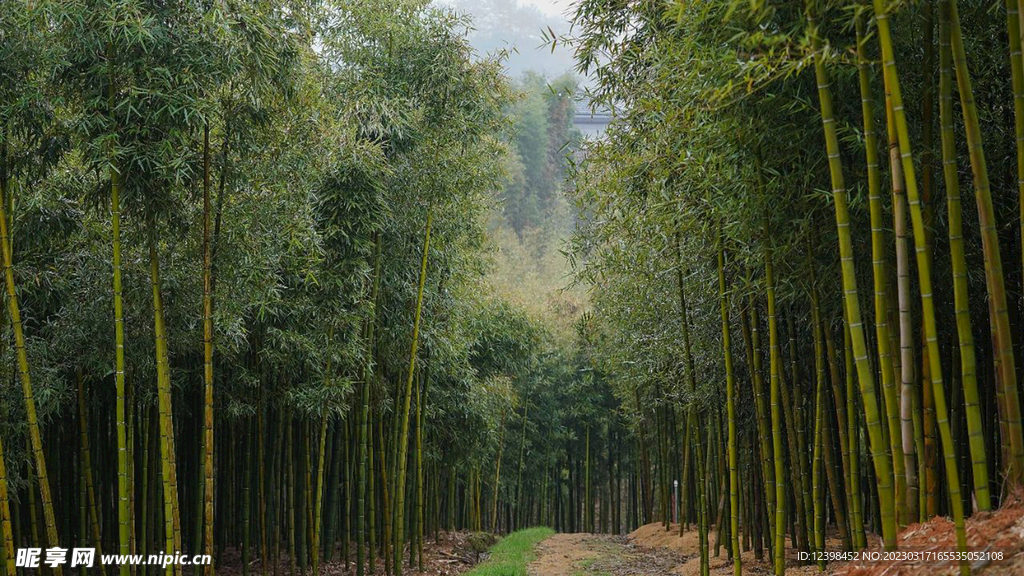 竹林