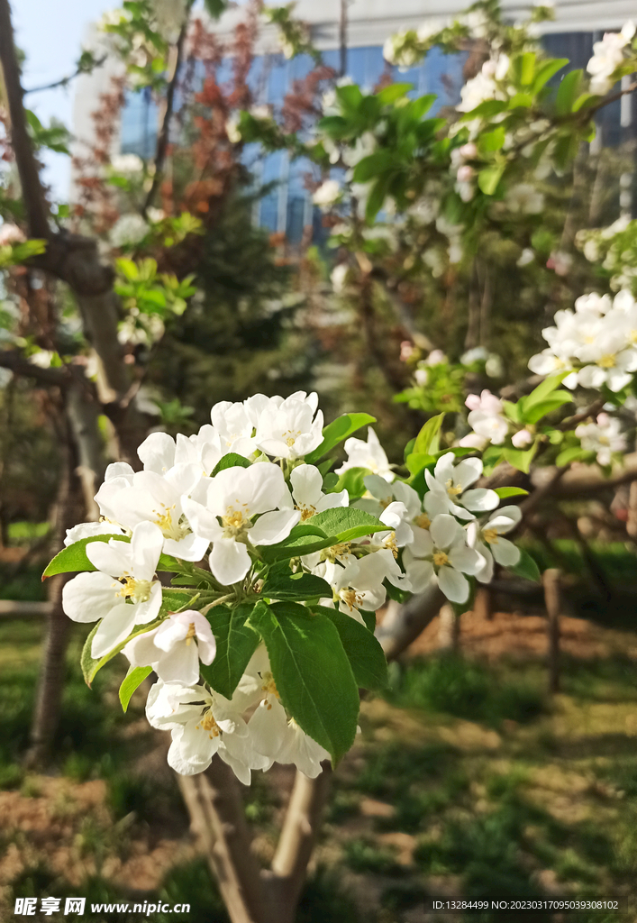 一簇苹果花