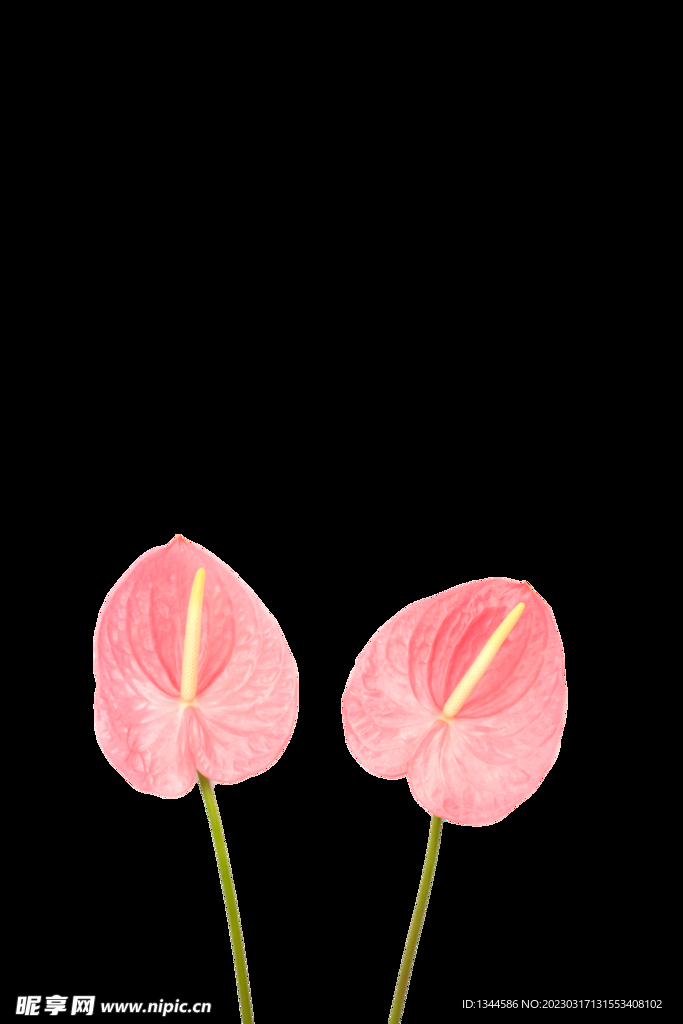 花朵