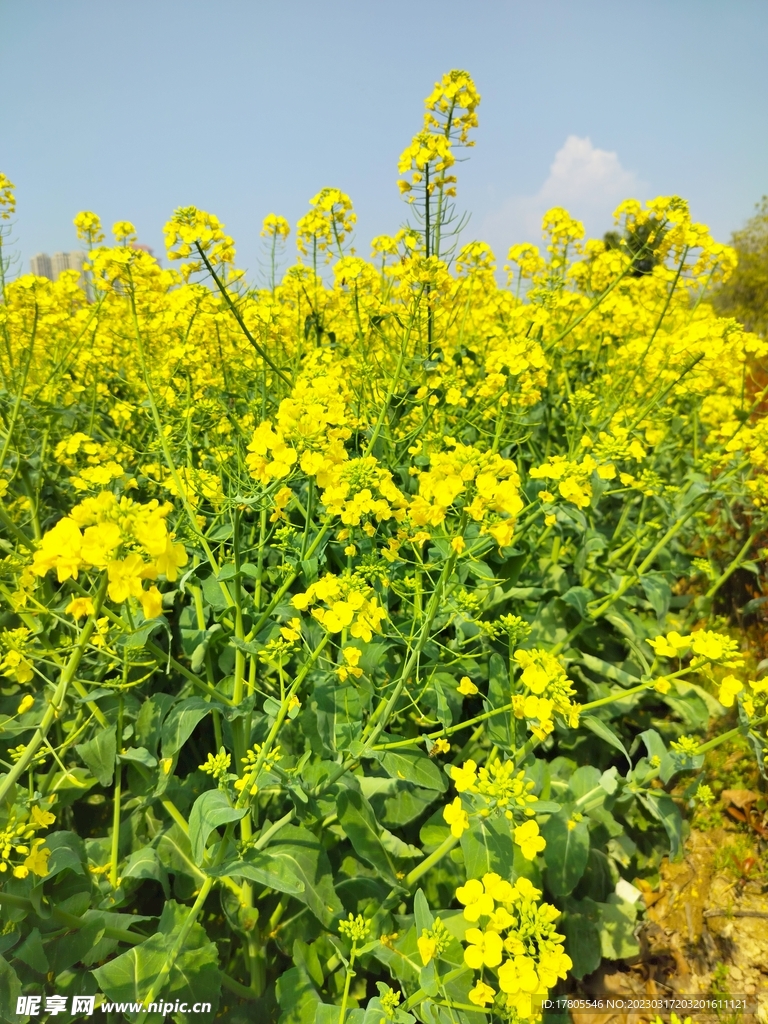 油菜花  黄色花  田野花开 