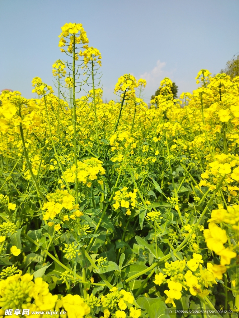 油菜花 黄色花 田野花开 自然