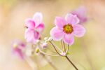 野棉花