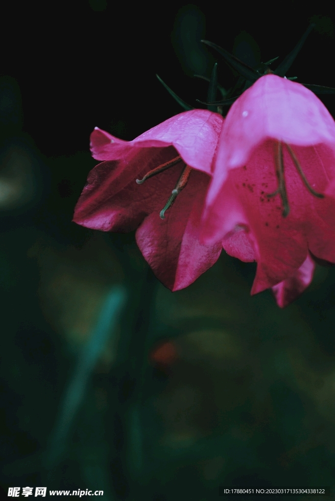 锦带花