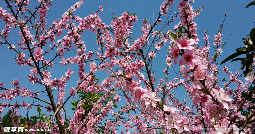 桃花视频