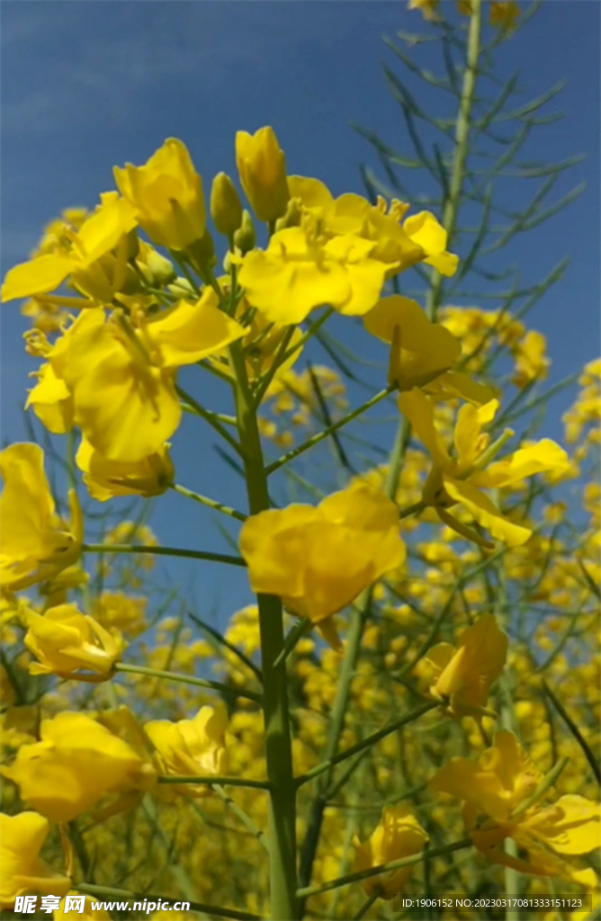 油菜花视频