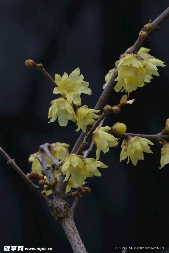 蜡梅花 