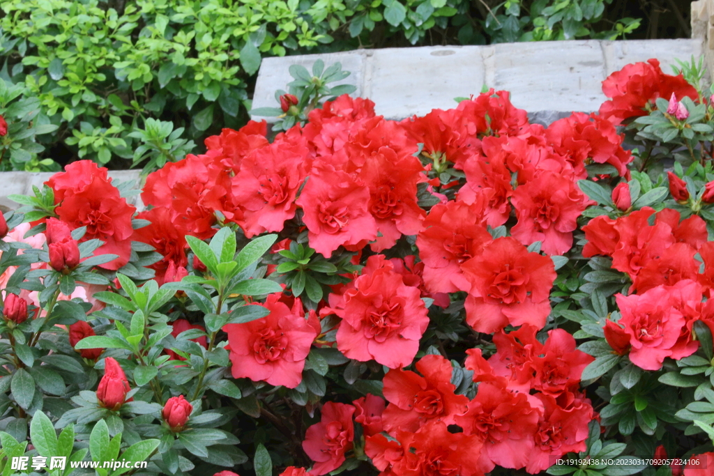 杜鹃花 