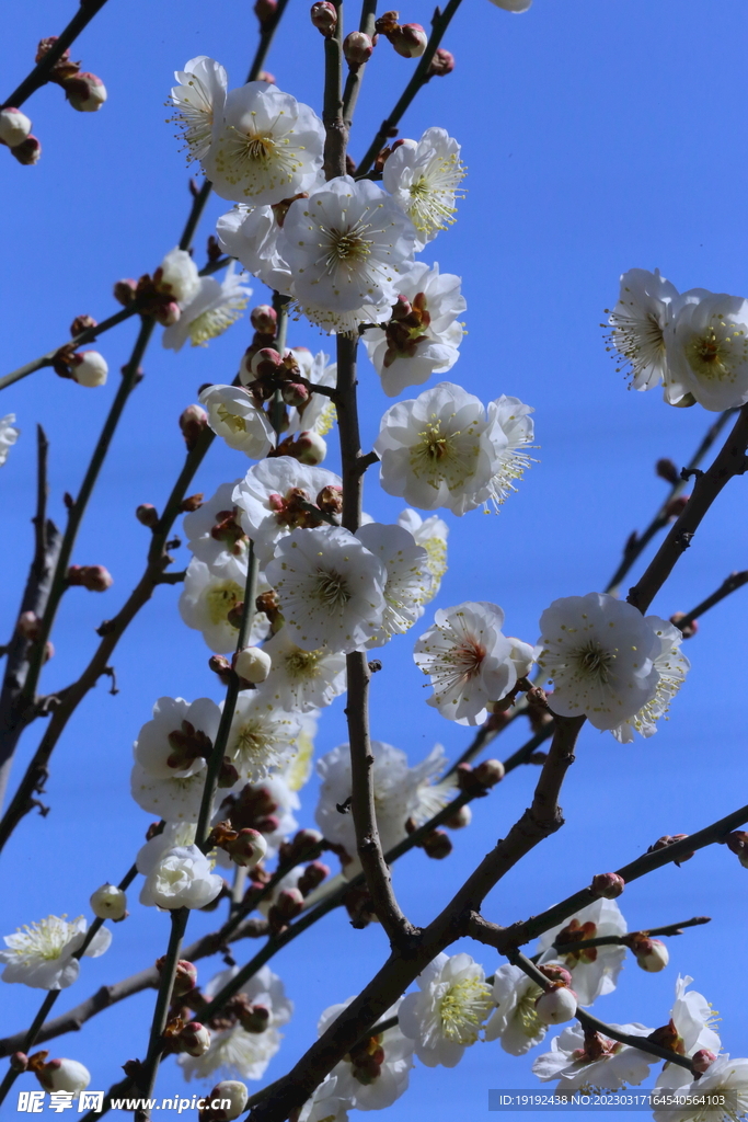 梅花 
