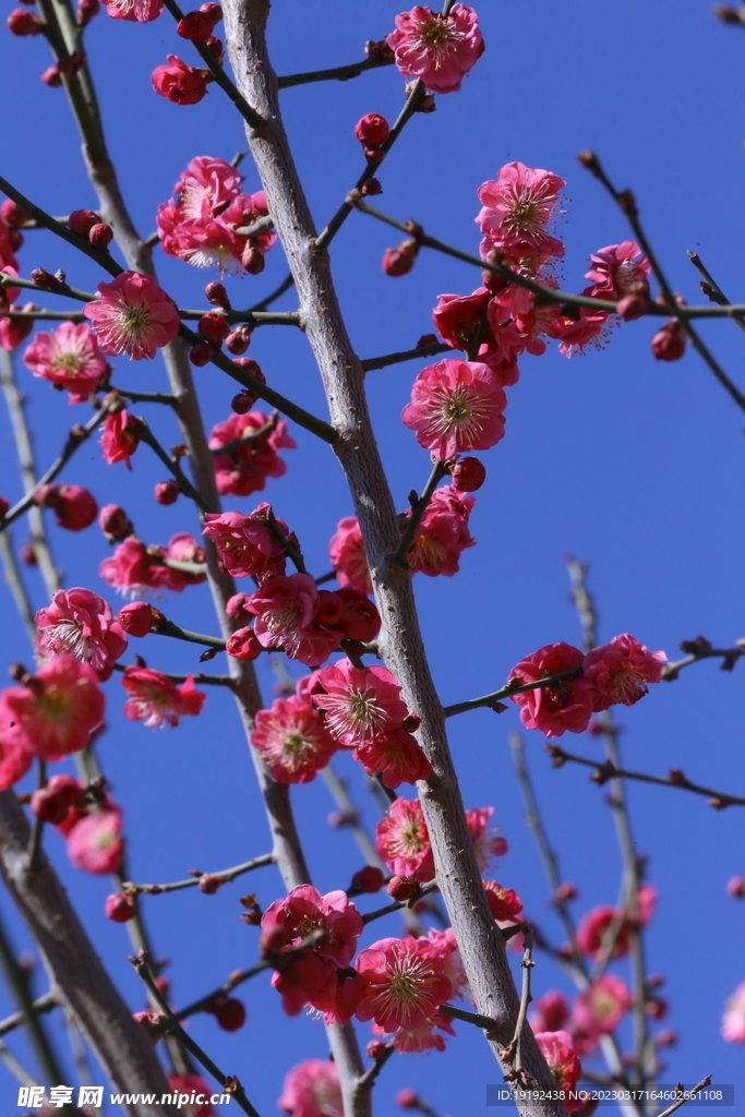 梅花 