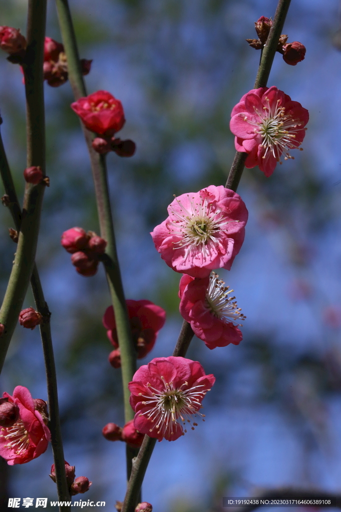 梅花 