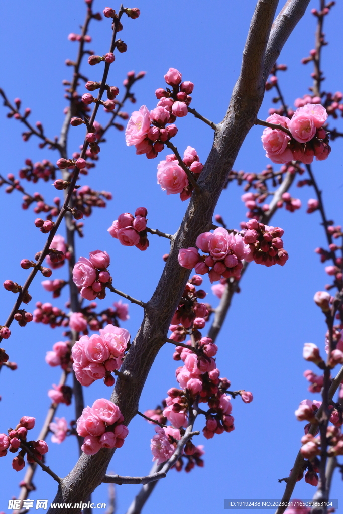 梅花 