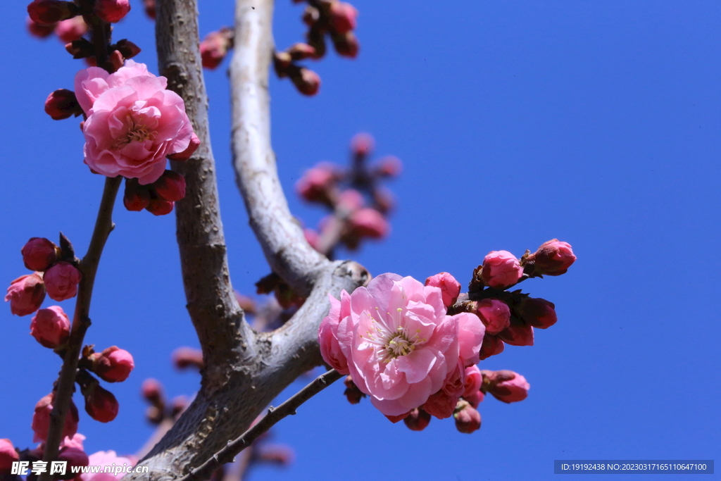 梅花
