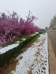 三月桃花雪