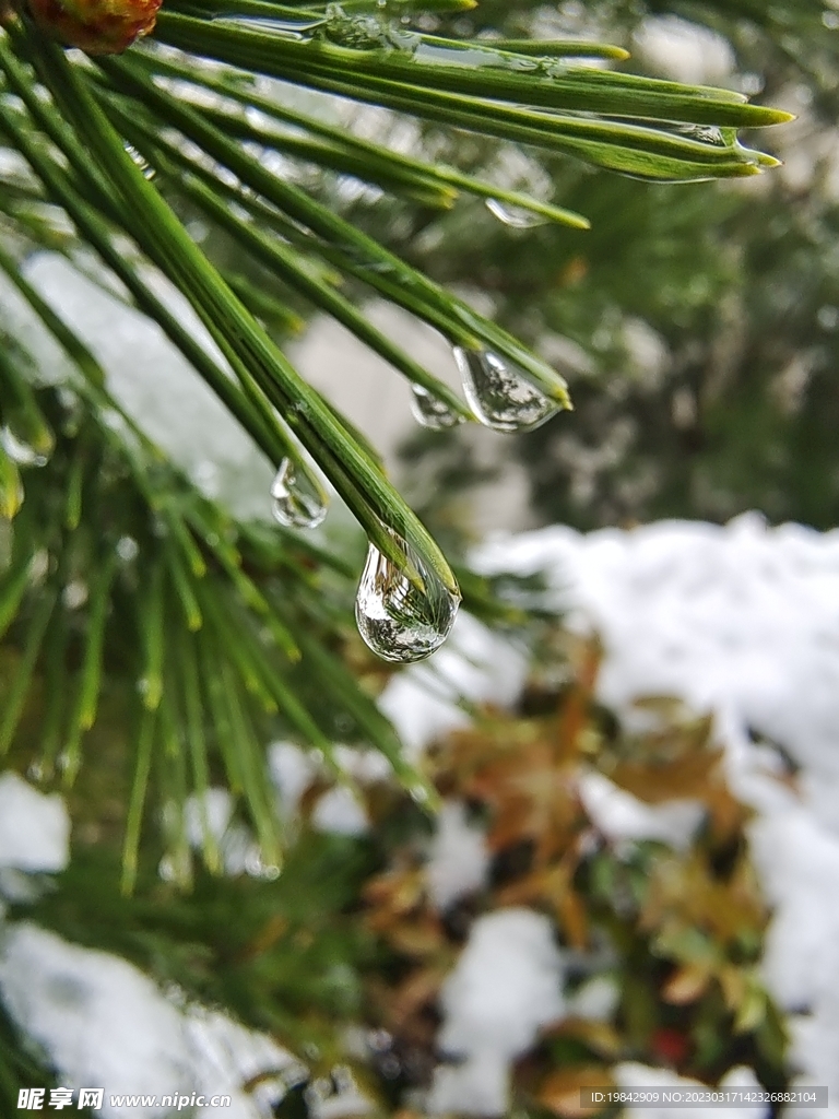 雪花 刺松