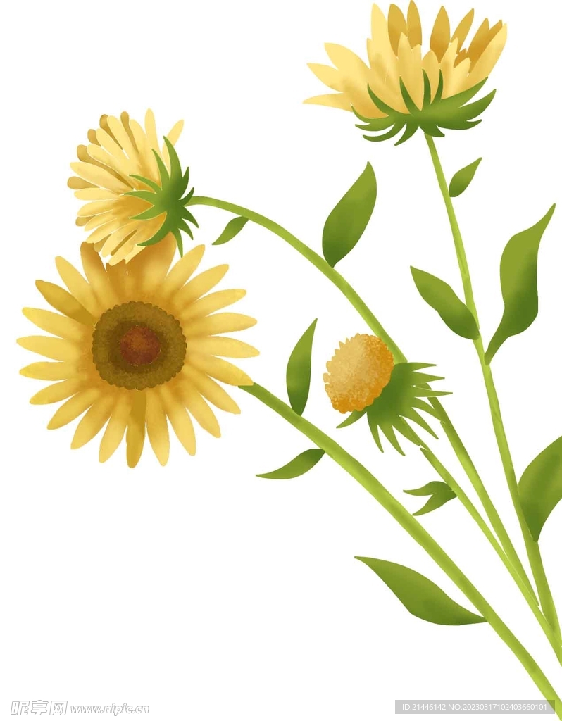 手绘花卉