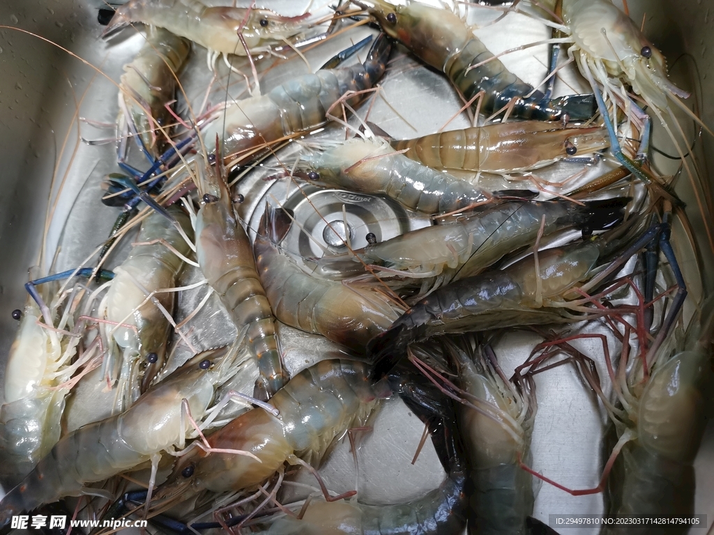 罗氏虾是淡水还是海水虾（一文概述罗氏虾养殖条件和方法）-蓝鲸创业社