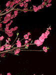 粉樱花