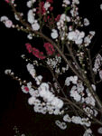 白色樱花