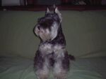 狗