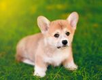 狗