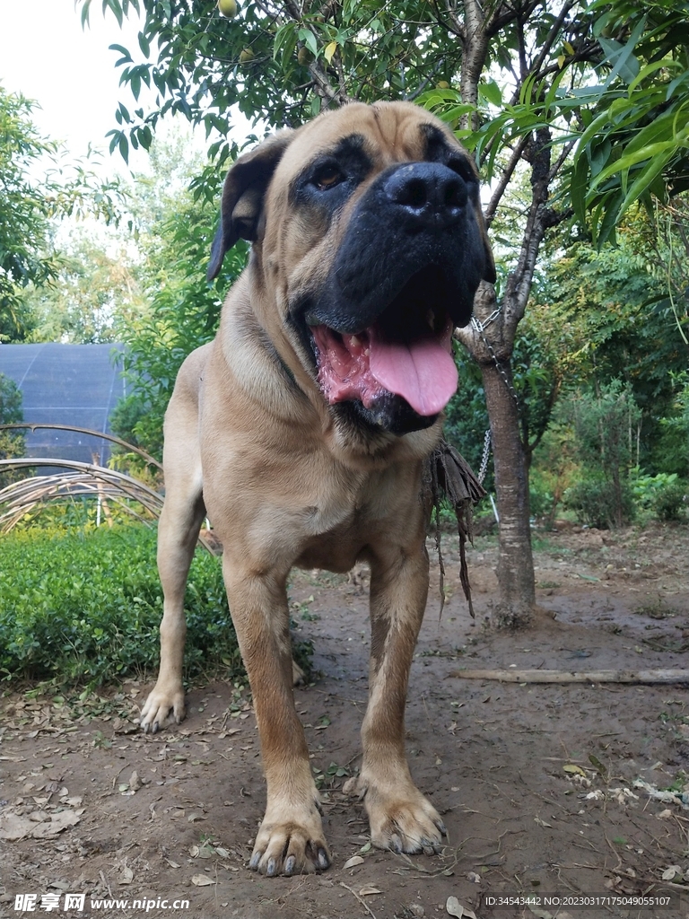 狗