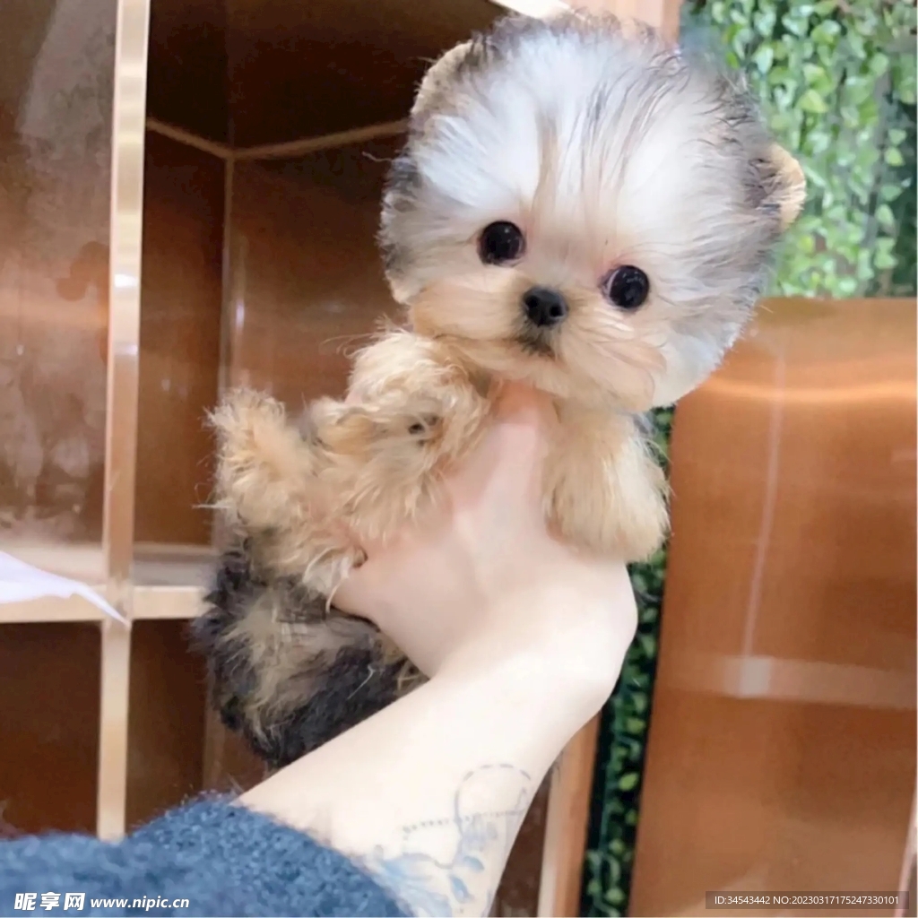 狗