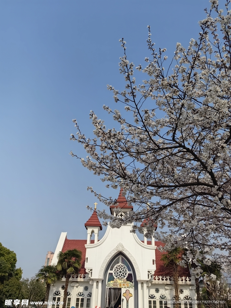 樱花 