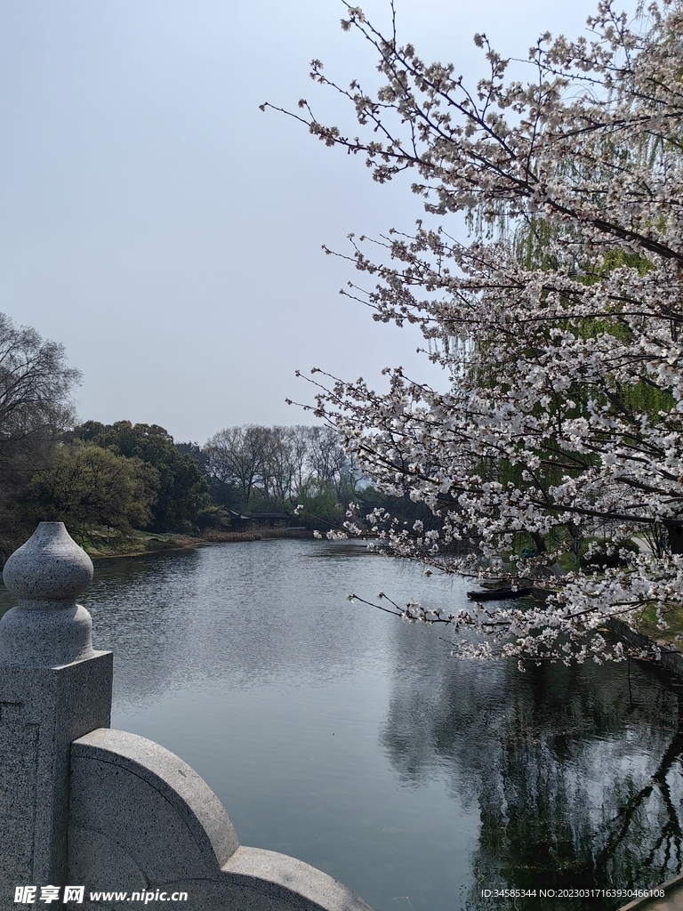 珍珠河樱花