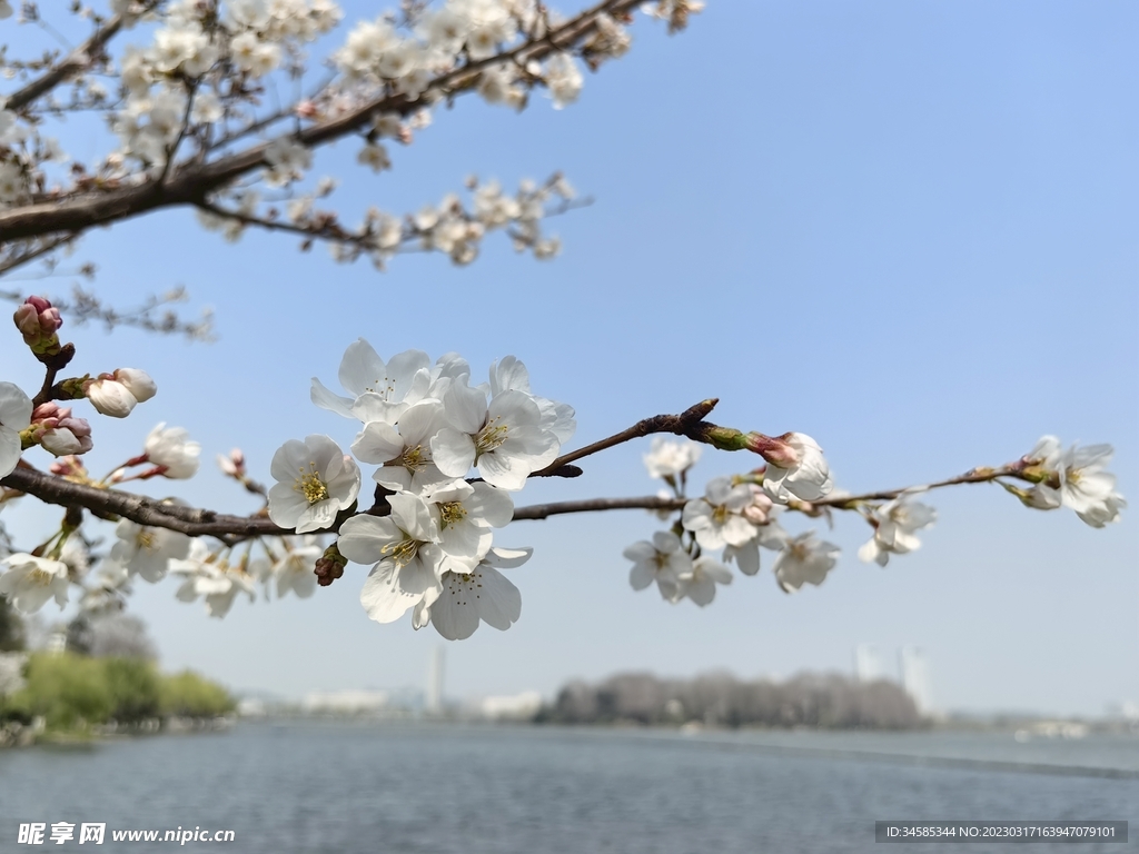 樱花