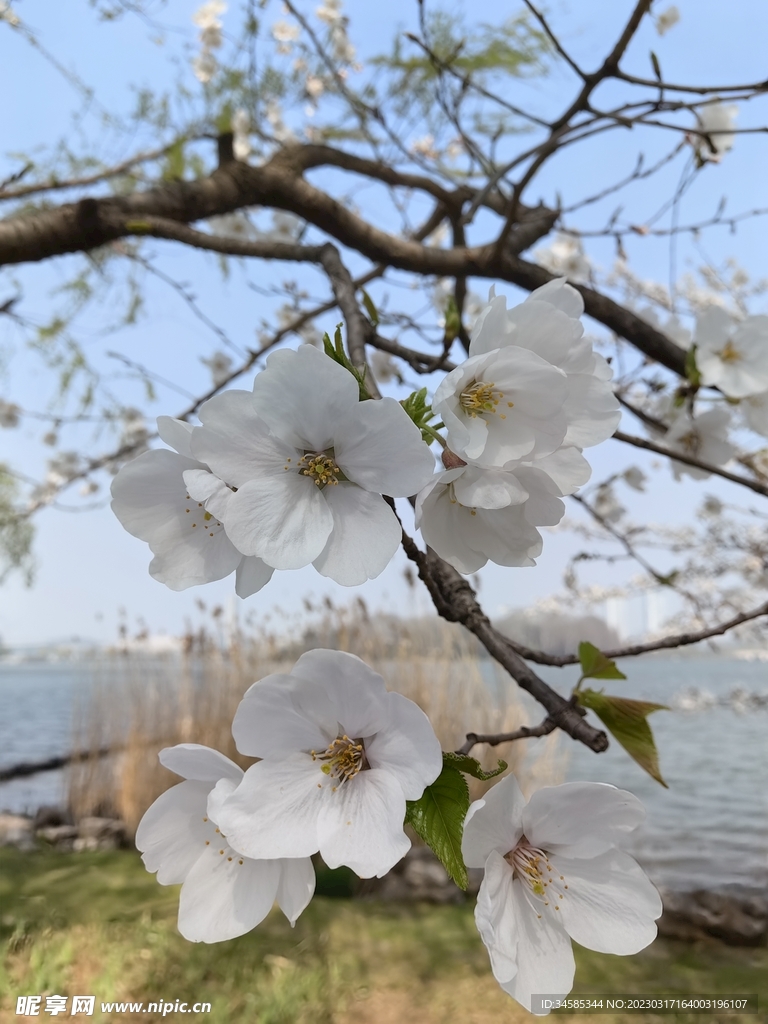 樱花