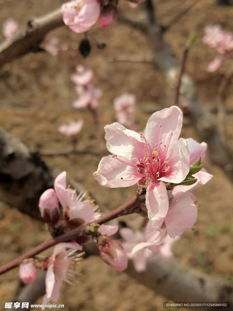 桃花