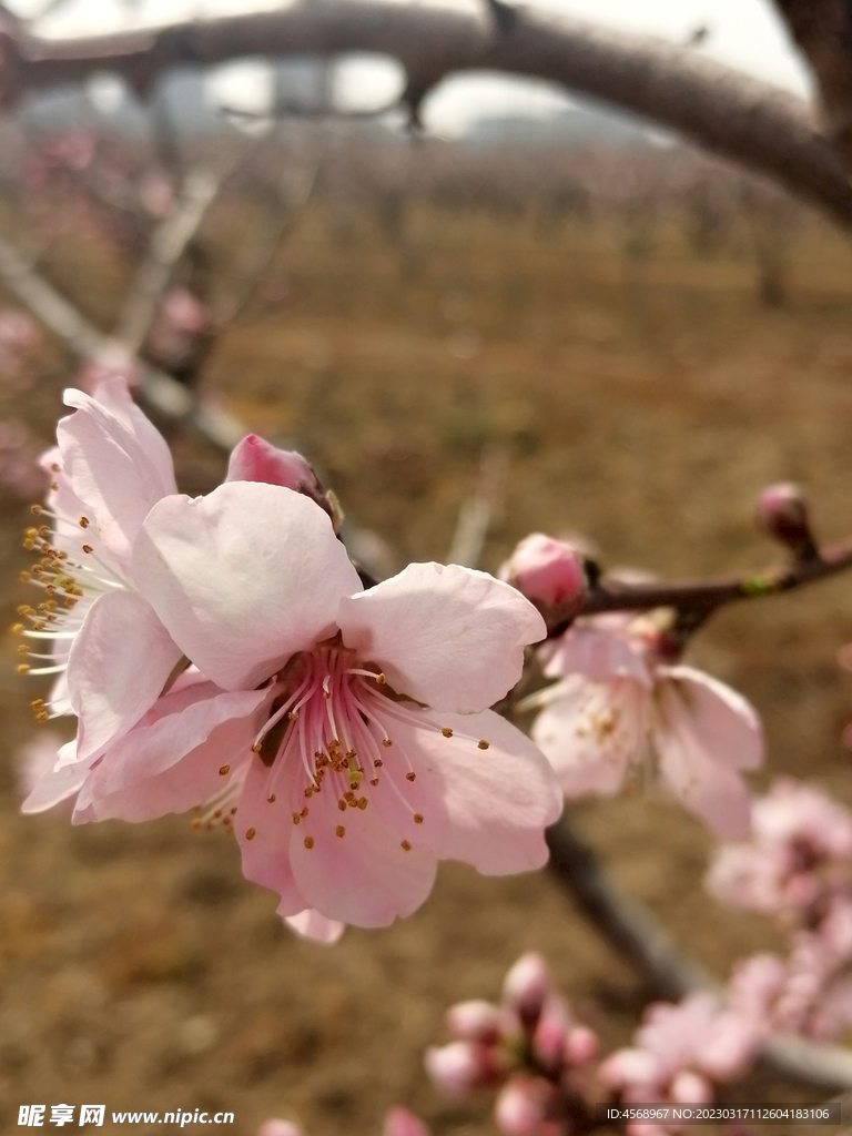 桃花