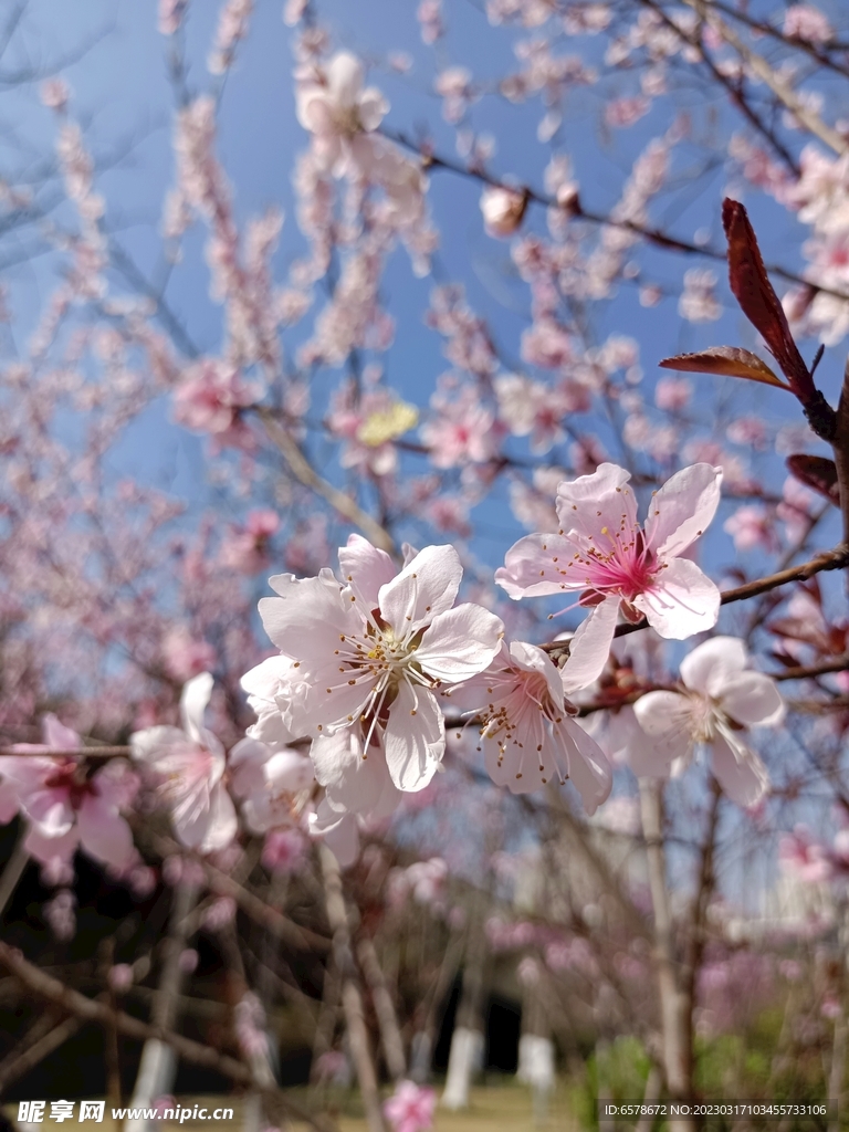 桃花